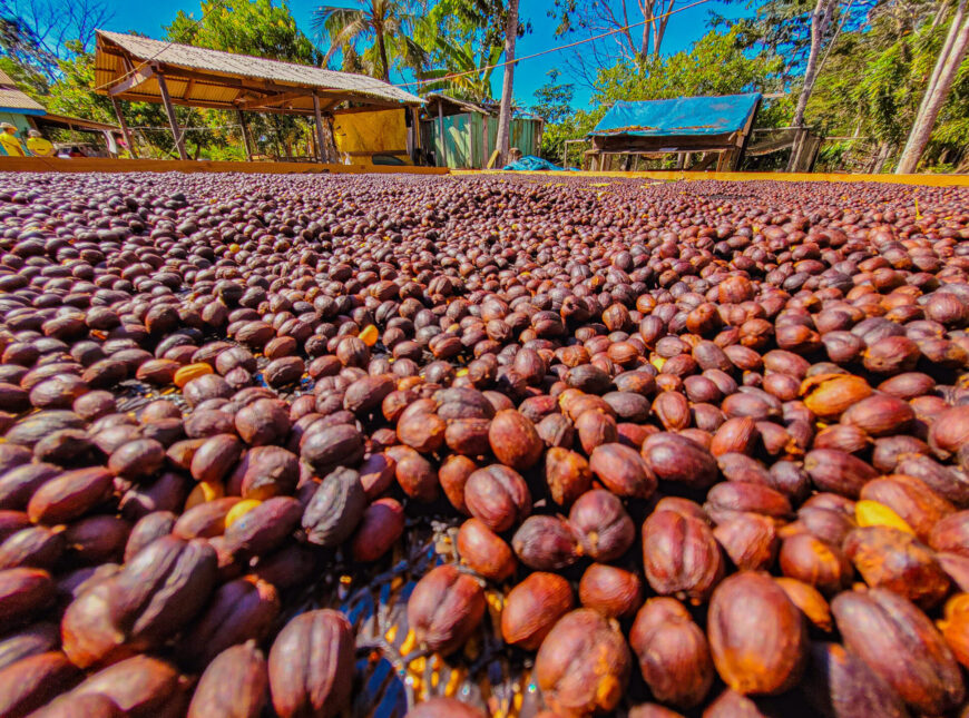 Produção de Café Robusta